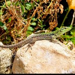 Lizard from Capo Milazzo, national parc.